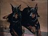 Higgins' Dogs, The Lads, Zeus & Apollo