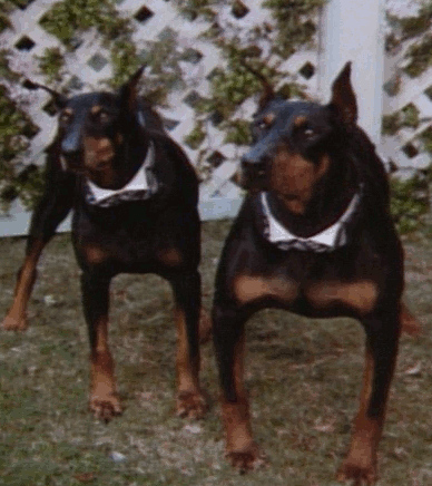 Zeus & Apollo
